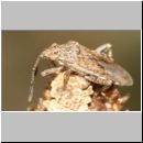 Stictopleurus sp - Glasfluegelwanze 01a 6mm.jpg